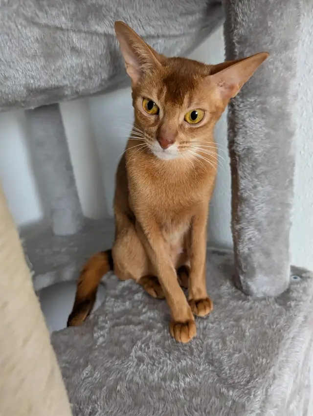 Nala