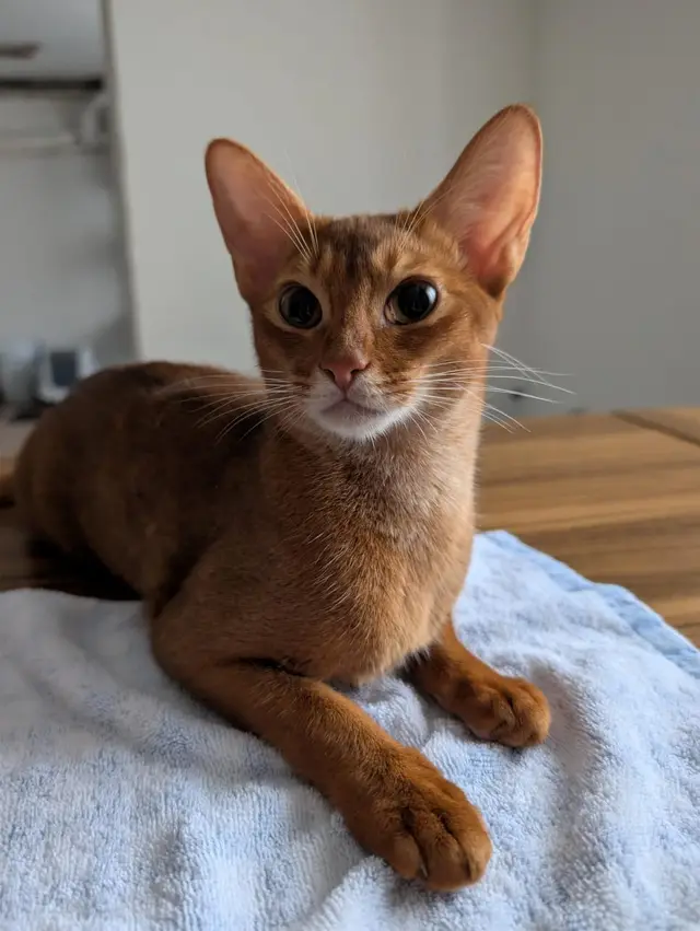 Artemis