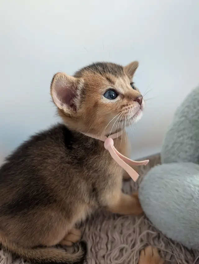 Bastet