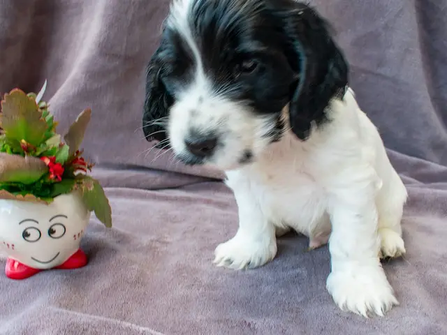Aiko von den Isarwiesen (Seppi)